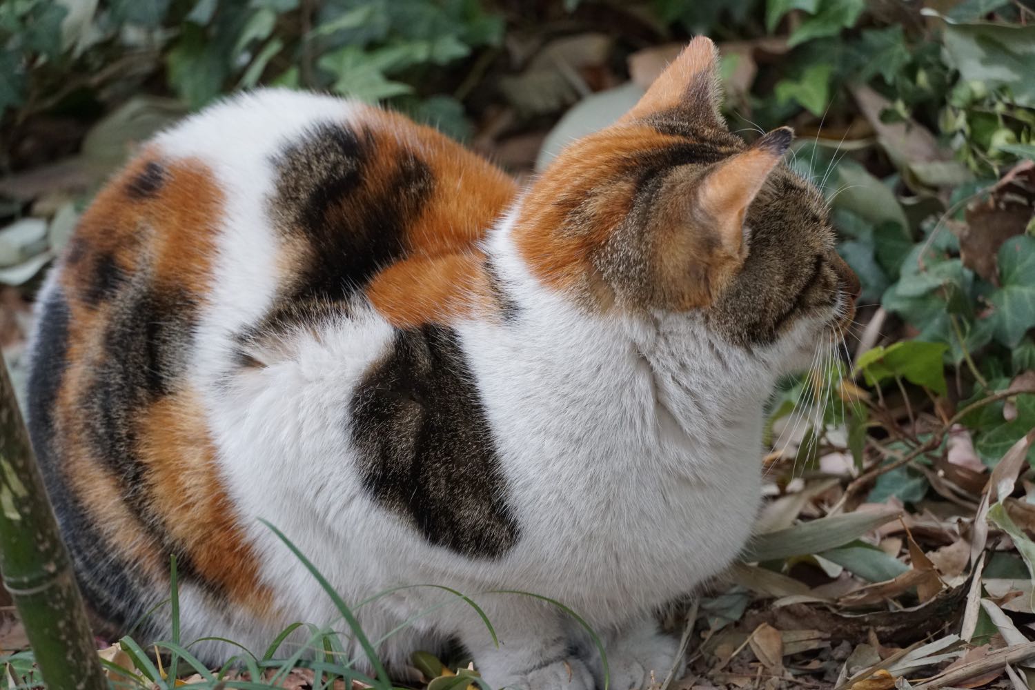 豫园 三花猫