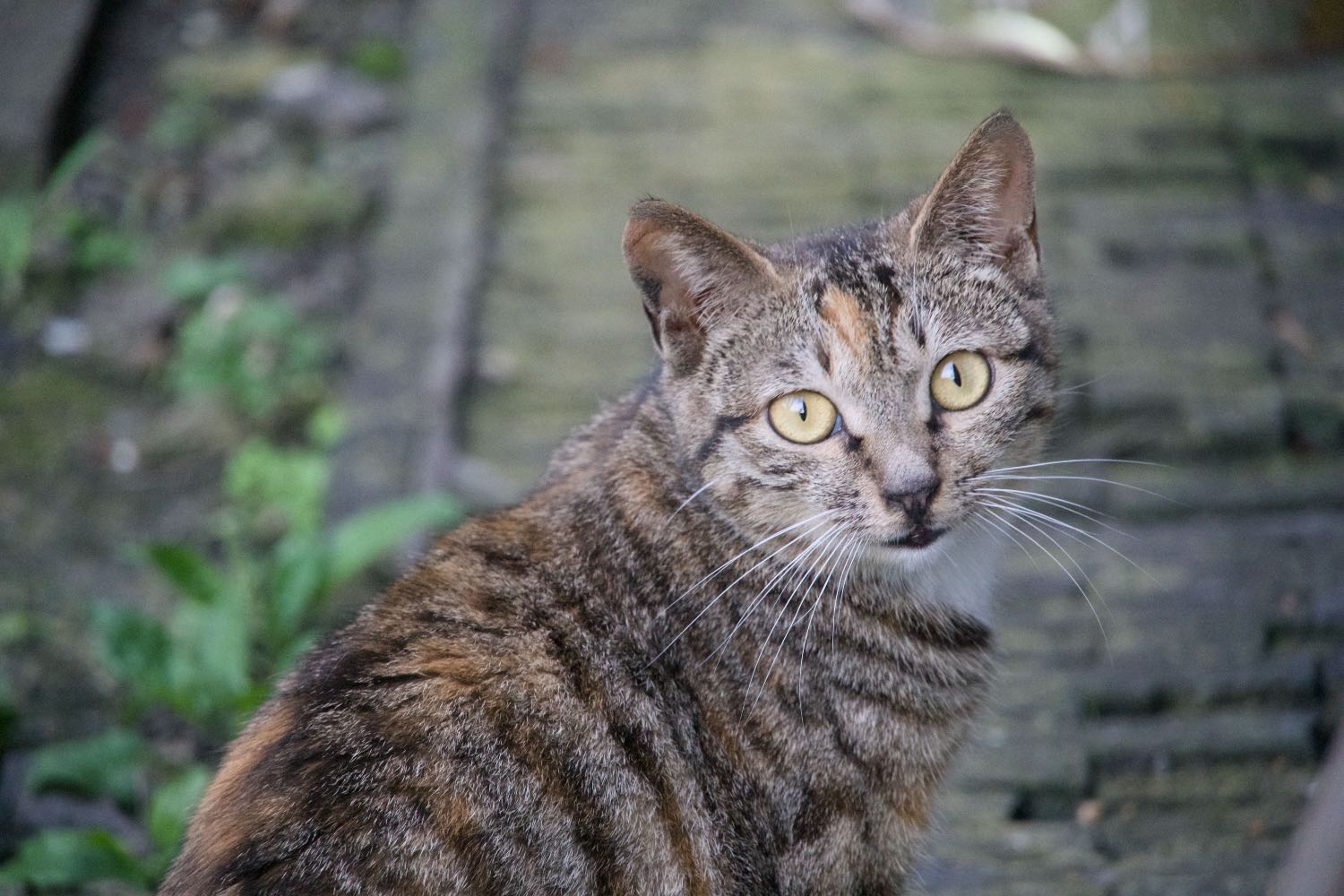 江宁府学 省昆 狸花猫