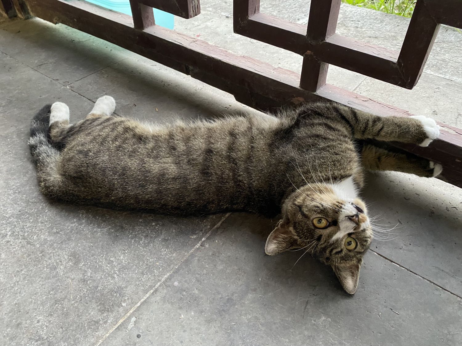 江宁府学 省昆 狸花猫